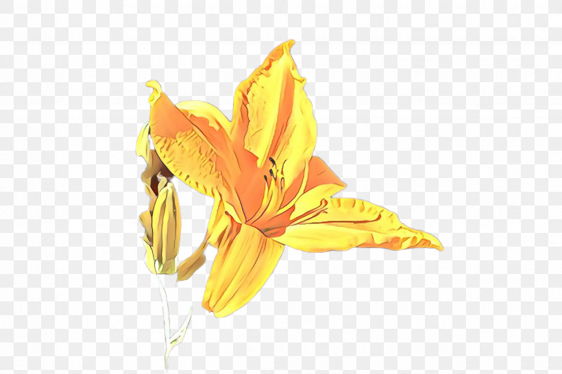 Yellow Flower Daylily Plant Petal, PNG, 2448x1632px, Yellow, Amaryllis Belladonna, Daylily, Flower, Leaf Download Free