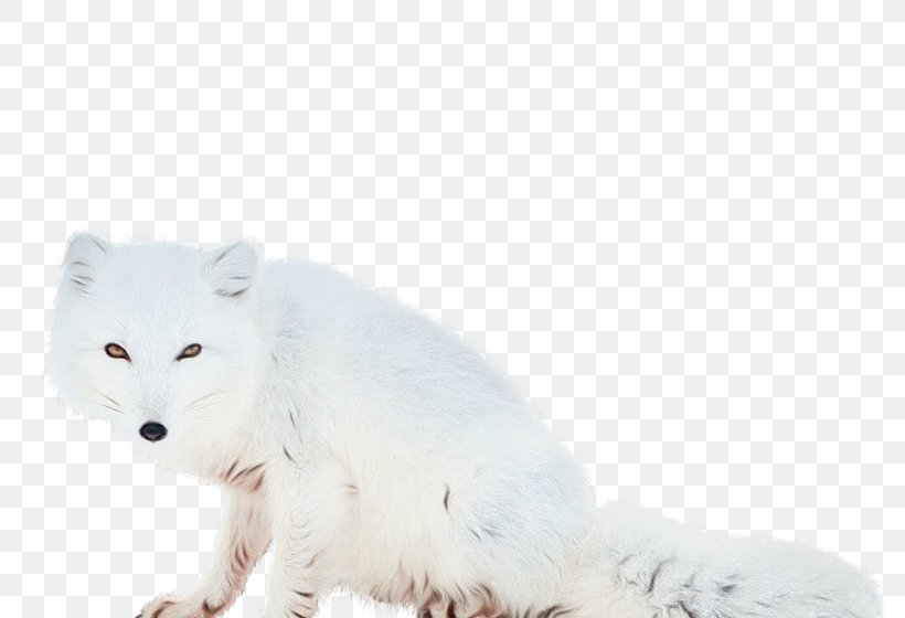 Arctic Fox White Fox Wildlife Animal Figure, PNG, 815x560px, Watercolor, Animal Figure, Arctic Fox, Fox, Fur Download Free