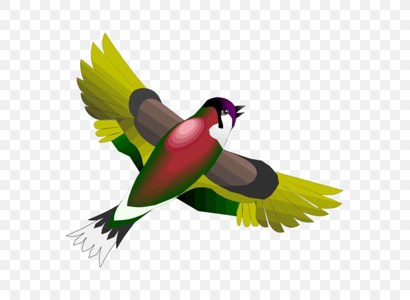 Bird Day Swallow Parrot Parakeet, PNG, 600x600px, Bird, Animal, Apodes, Beak, Bird Day Download Free