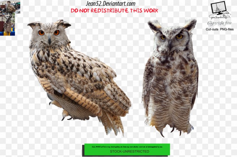 Bird Of Prey DeviantArt Owl, PNG, 1024x682px, Bird, Animal, Art, Art Museum, Artist Download Free