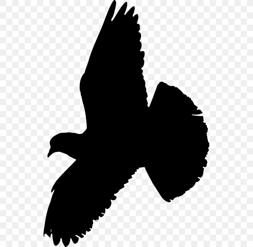 Columbidae Indian Fantail Fantail Pigeon Bird Homing Pigeon, PNG, 538x800px, Columbidae, Animal, Beak, Bird, Bird Flight Download Free