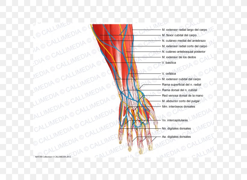 Finger Forearm Nerve Anatomy, PNG, 600x600px, Watercolor, Cartoon, Flower, Frame, Heart Download Free
