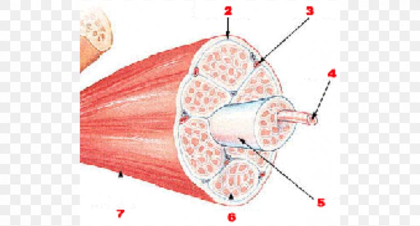 Skeletal Muscle Muscle Tissue Human Skeleton Muscular System, PNG, 1396x751px, Watercolor, Cartoon, Flower, Frame, Heart Download Free