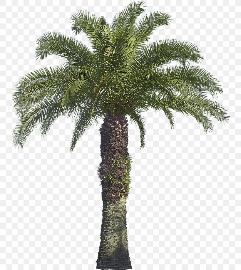 Arecaceae Tree Coconut Babassu Areca Palm, PNG, 750x919px, Arecaceae, African Oil Palm, Areca Palm, Arecales, Attalea Download Free