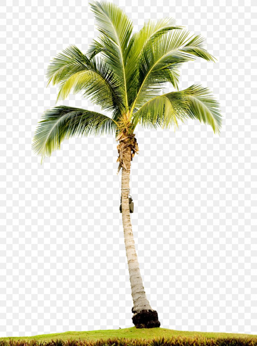 Arecaceae Tree Stock Photography Royalty-free, PNG, 4044x5457px, Arecaceae, Arecales, Attalea Speciosa, Borassus Flabellifer, Coconut Download Free