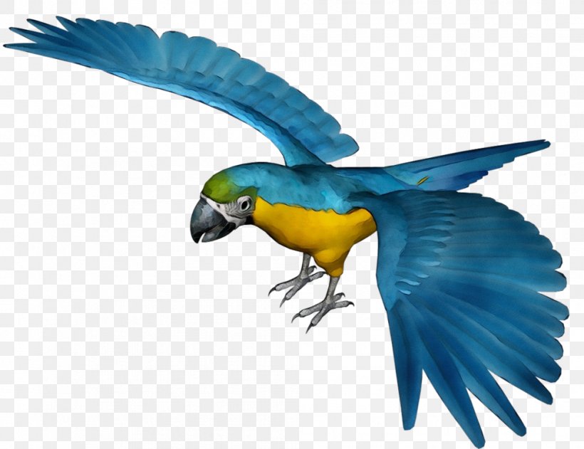 Bird Parrot, PNG, 996x767px, Parrot, Beak, Bird, Budgerigar, Cockatiel Download Free
