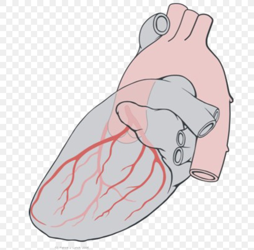 Circumflex Branch Of Left Coronary Artery Heart Coronary Arteries, PNG, 751x807px, Watercolor, Cartoon, Flower, Frame, Heart Download Free