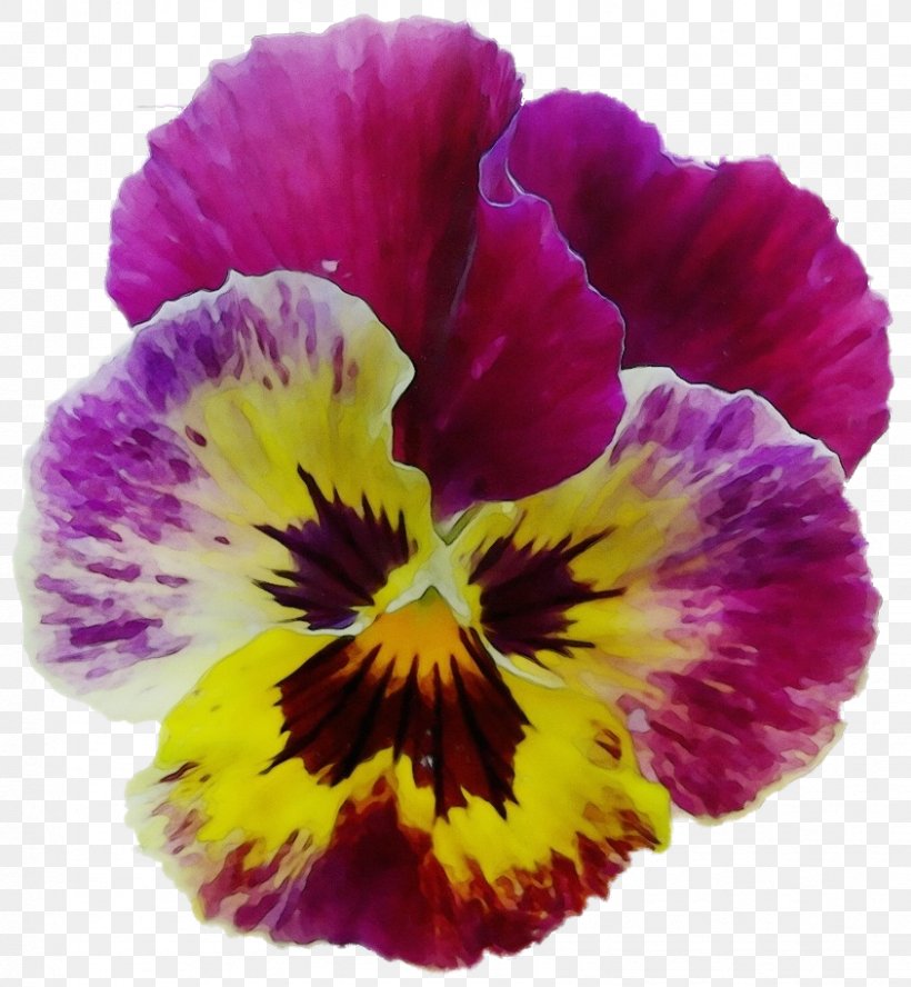 Flower Flowering Plant Petal Pansy Wild Pansy, PNG, 844x915px, Watercolor, Flower, Flowering Plant, Paint, Pansy Download Free