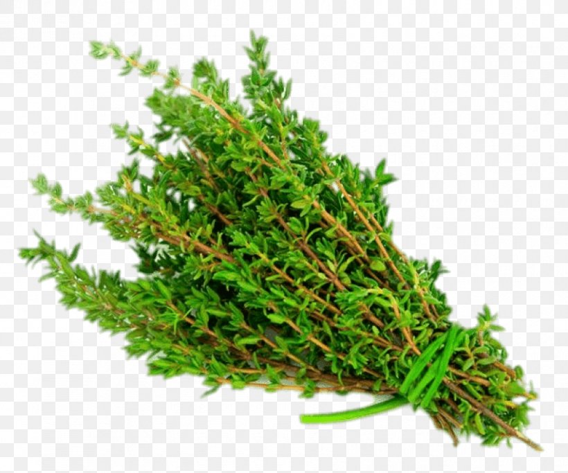 Garden Thyme Herb Vegetable Mints, PNG, 850x709px, Thyme, Basil, Culinary Arts, Cypress Family, Food Download Free