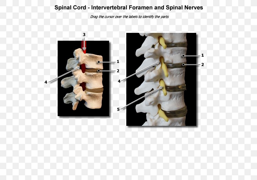 Intervertebral Foramen Spinal Nerve, PNG, 600x575px, Intervertebral Foramen, Anatomy, Central Nervous System, Finger, Foramen Download Free