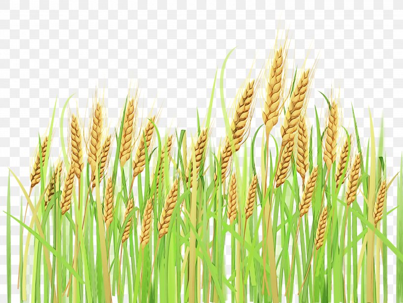 Wheat, PNG, 3000x2263px, Watercolor, Cereal Germ, Elymus Repens, Flowering Plant, Food Grain Download Free