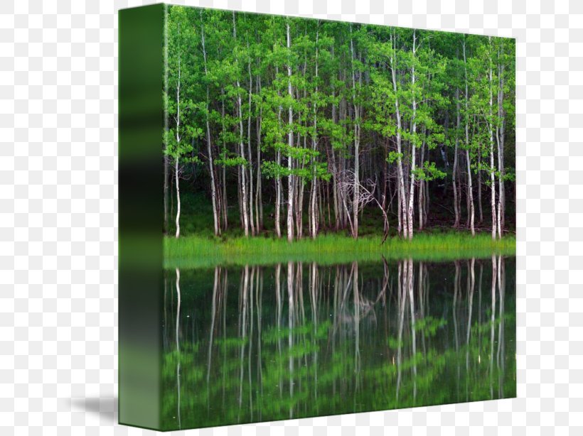 Gallery Wrap Canvas Art Lakeshore Equipment Company Inc Panorama, PNG, 650x614px, Gallery Wrap, Art, Biome, Canvas, Forest Download Free