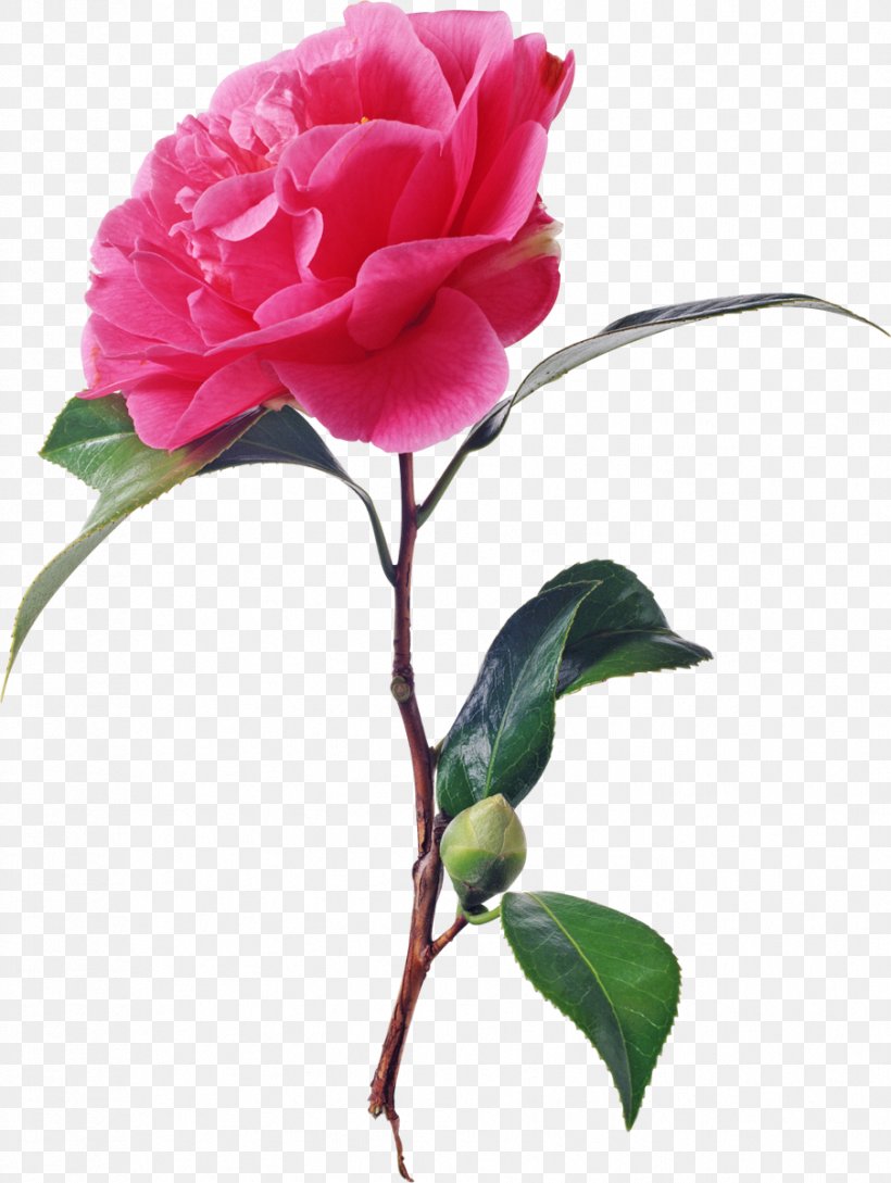 Garden Roses Flower Animation, PNG, 903x1200px, Garden Roses, Afternoon, Animation, Artificial Flower, Camellia Download Free