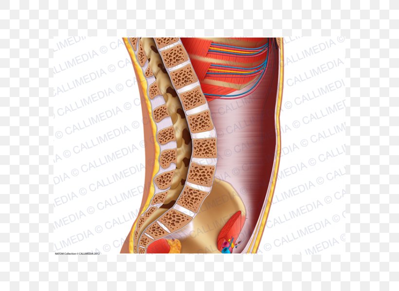 Anatomy Knee Reproductive System Homo Sapiens Physiology, PNG, 600x600px, Watercolor, Cartoon, Flower, Frame, Heart Download Free