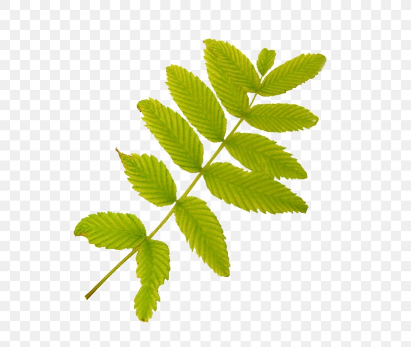 Leaf Clip Art, PNG, 700x692px, Leaf, Blog, Branch, Directory, Elm Family Download Free