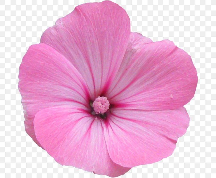 Mallow Flower Photography, PNG, 688x679px, Mallow, Annual Plant, Flower, Flowering Plant, Fundal Download Free