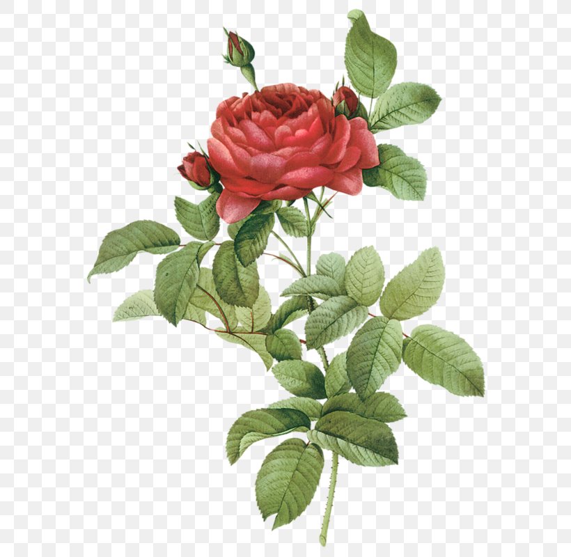 Roses French Rose Damask Rose Flower, PNG, 596x800px, Roses, Botanical Illustration, Cut Flowers, Damask Rose, Digital Image Download Free
