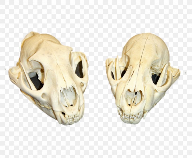 Cougar Skull Lion Tooth Head, PNG, 960x788px, Cougar, Bone, Canine Tooth, Claws, Dog Download Free