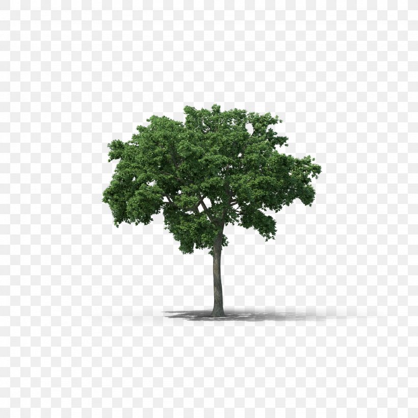 Tree Elm Woody Plant, PNG, 2048x2048px, Tree, Branch, Elm, Grass, Houseplant Download Free