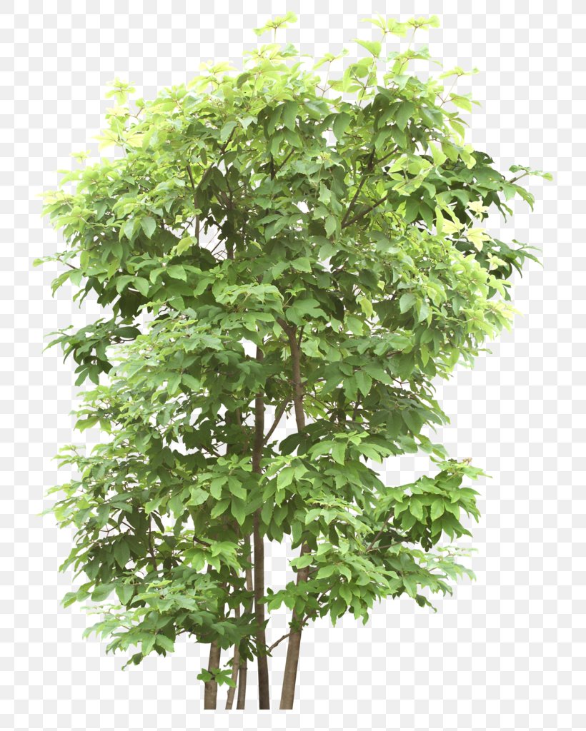 Vector Graphics Tree Image Design, PNG, 770x1024px, Tree, Branch, Computer Graphics, Data, Evergreen Download Free