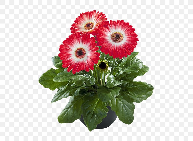 Cut Flowers Transvaal Daisy Flowerpot Floral Design, PNG, 600x600px, Flower, Annual Plant, Chrysanthemum, Chrysanths, Color Download Free
