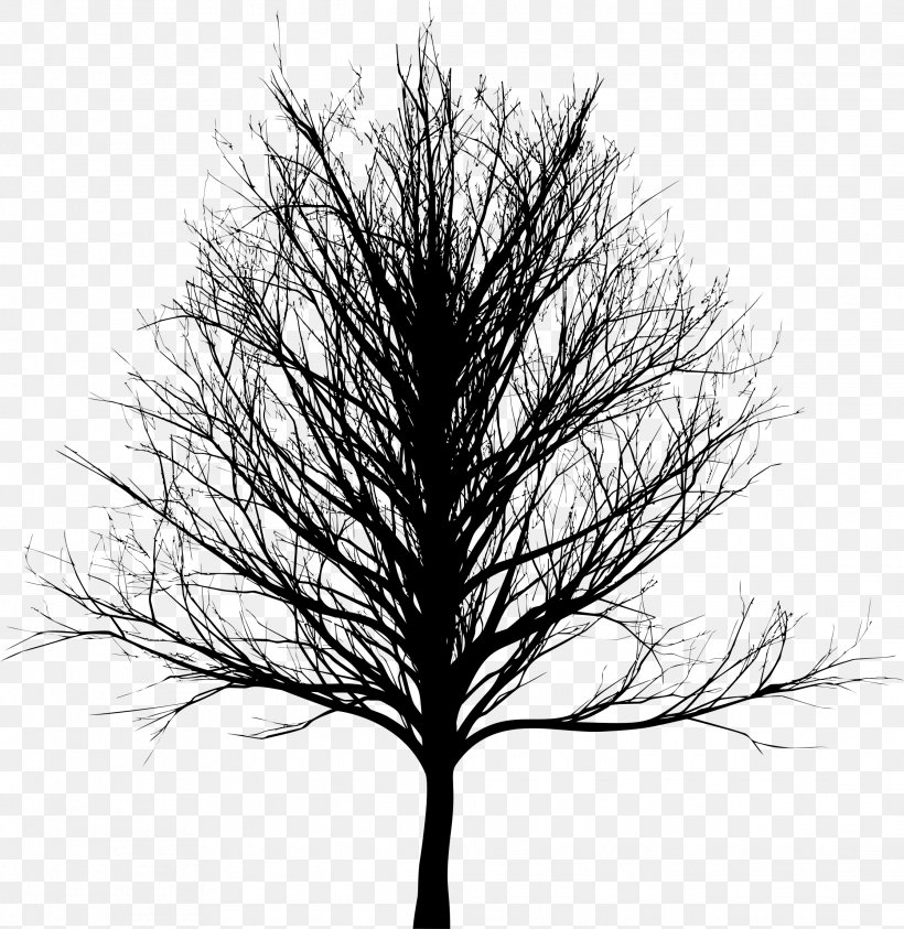 Tree Bald Cypress Oak, PNG, 2234x2298px, Tree, Bald Cypress, Black And White, Branch, Drawing Download Free
