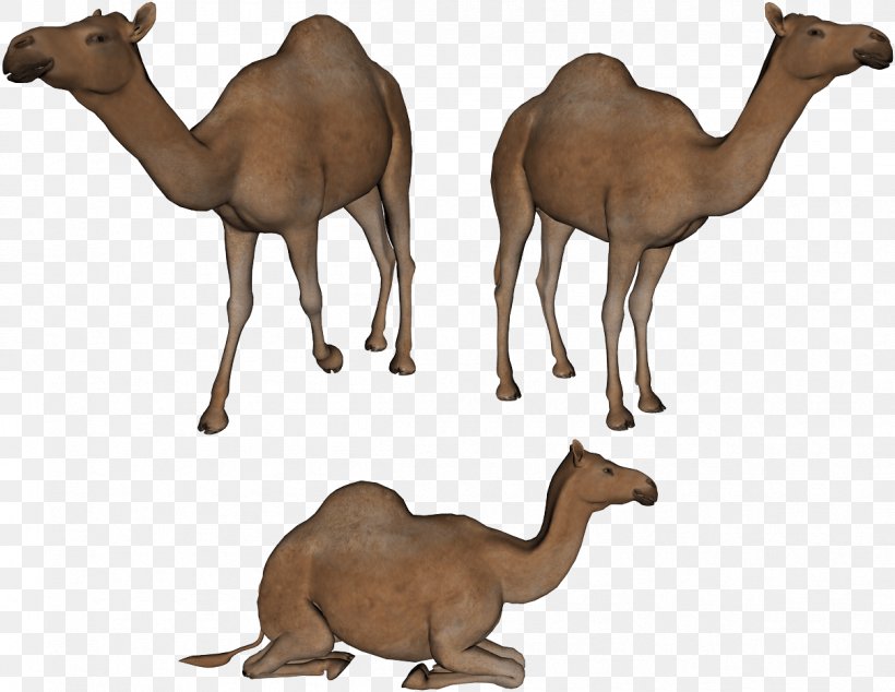 Bactrian Camel Dromedary Clip Art, PNG, 1208x934px, Dromedary, Arabian Camel, Bactrian Camel, Camel, Camel Like Mammal Download Free