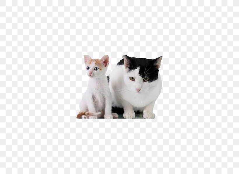 Cat Dog Pet Clip Art, PNG, 600x600px, Cat, Animal, Carnivoran, Cat Like Mammal, Deworming Download Free