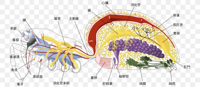 Spider Anatomy Cephalothorax Widow Spiders, PNG, 1148x503px, Watercolor, Cartoon, Flower, Frame, Heart Download Free