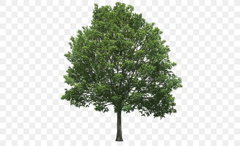 State Tree Oak Schinus Terebinthifolia Plant, PNG, 500x500px, Tree, Acer Campestre, Albizia Julibrissin, Bark, Branch Download Free
