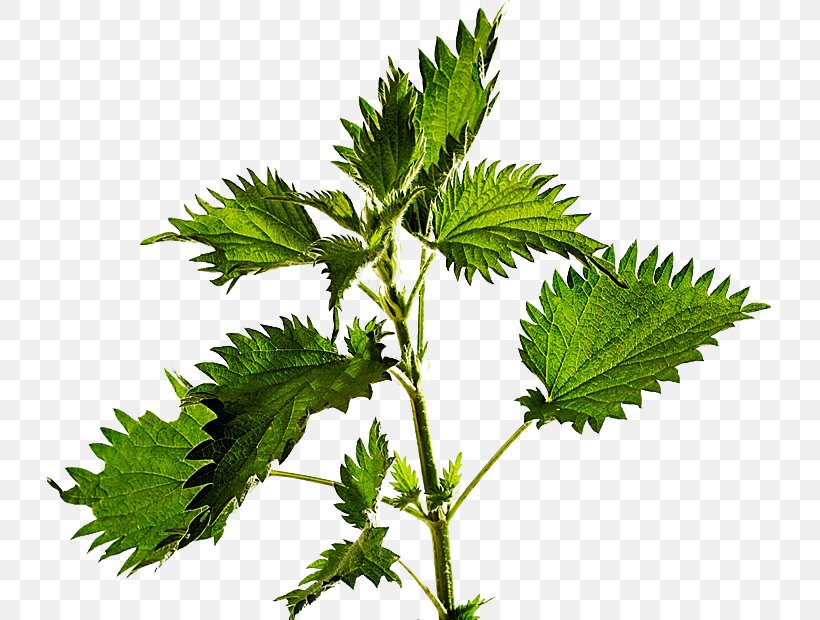 The Bottle Inn Common Nettle Stock Photography, PNG, 725x620px, Common Nettle, Dioecy, Getty Images, Hemp, Herb Download Free