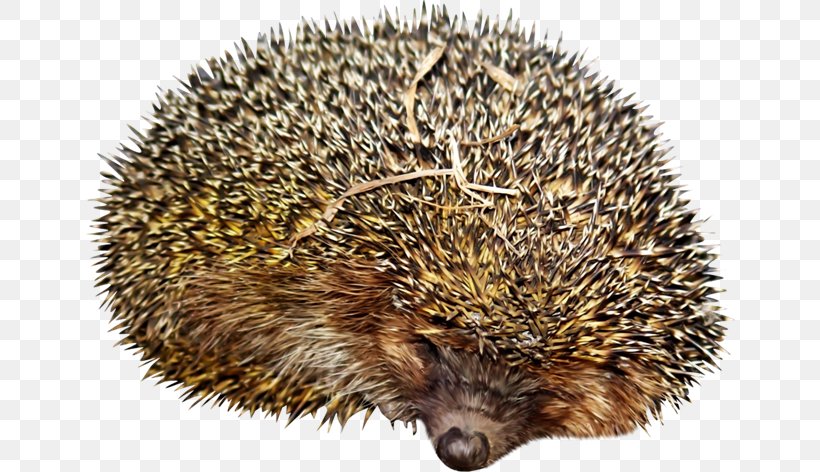 Domesticated Hedgehog Hedgehog Jigsaw Puzzles Echidna Porcupine, PNG, 650x472px, Domesticated Hedgehog, Android, Echidna, Erinaceidae, Fauna Download Free