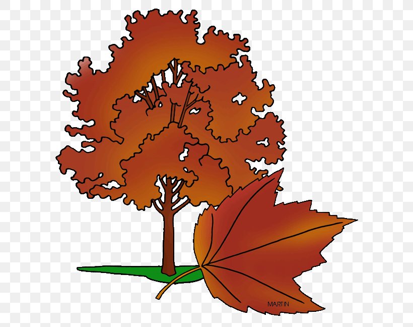 Rhode Island Clip Art Tree Image Red Maple, PNG, 628x648px, Rhode Island, Drawing, Fall Tree, Flower, Flowering Plant Download Free