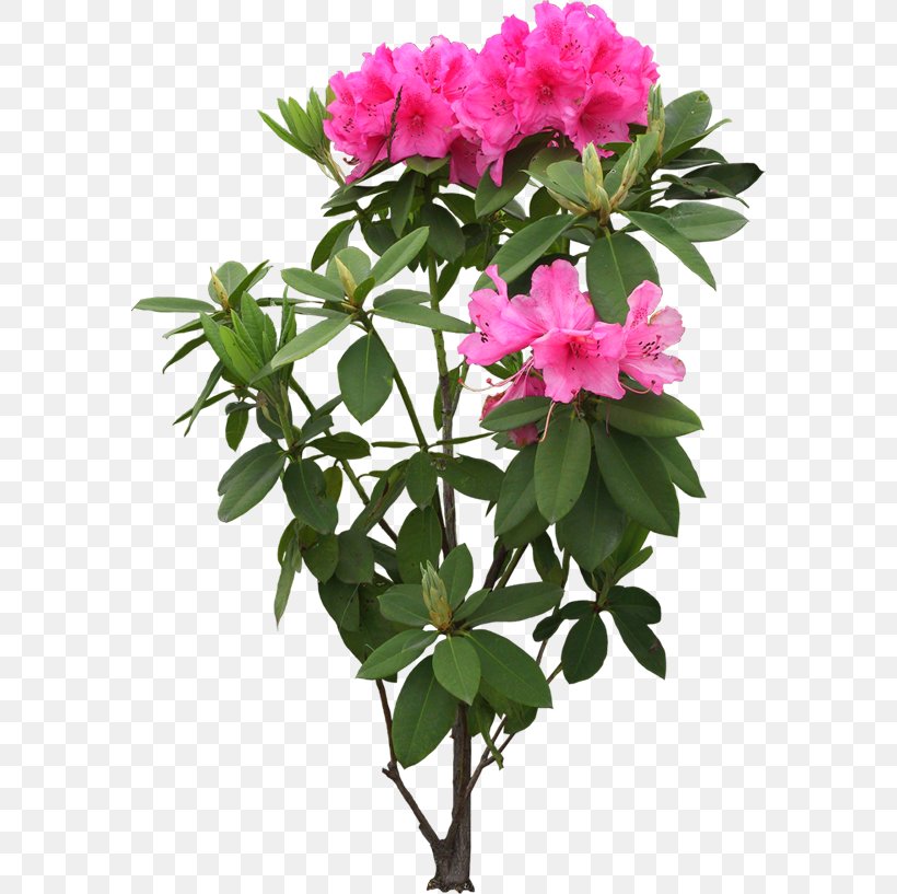 Flower, PNG, 580x817px, Flower, Annual Plant, Azalea, Cut Flowers, Flower Garden Download Free