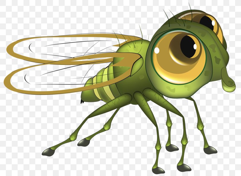Fly Honey Bee, PNG, 800x600px, Fly, Arthropod, Bee, Cartoon, Cricket Like Insect Download Free