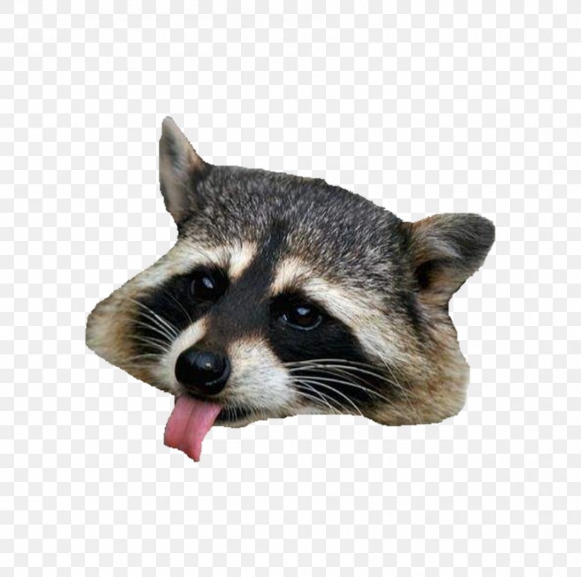 Raccoon Clip Art, PNG, 897x891px, Raccoon, Android, Button, Carnivoran, Cartoon Download Free