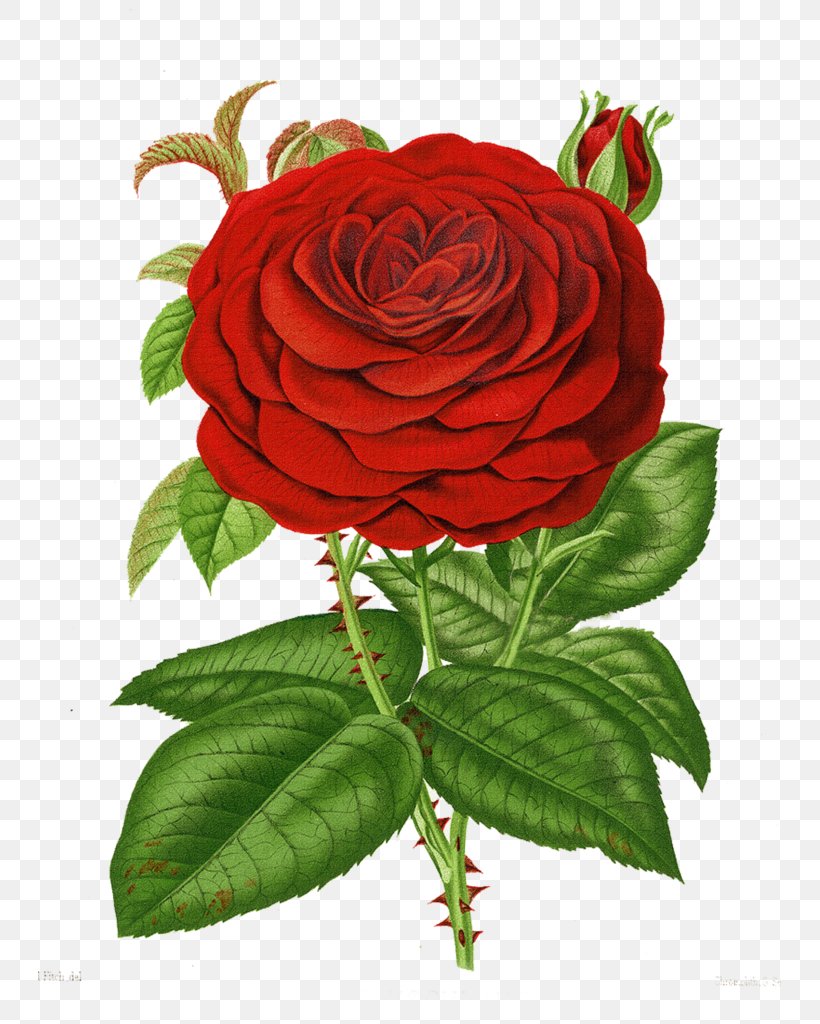Rose Flower Clip Art, PNG, 743x1024px, Rose, Blue Rose, Cut Flowers, Floral Design, Floribunda Download Free