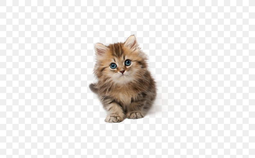 Cat Kitten Puppy Clip Art, PNG, 510x510px, Cat, Asian Semi Longhair, Bicolor Cat, Black Cat, British Semi Longhair Download Free