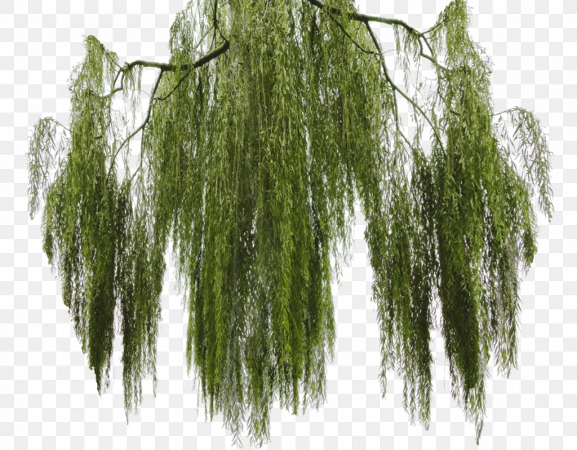 Tree Salix Matsudana Weeping Willow Branch, PNG, 950x742px, Tree, American Larch, Branch, Drawing, Grass Download Free