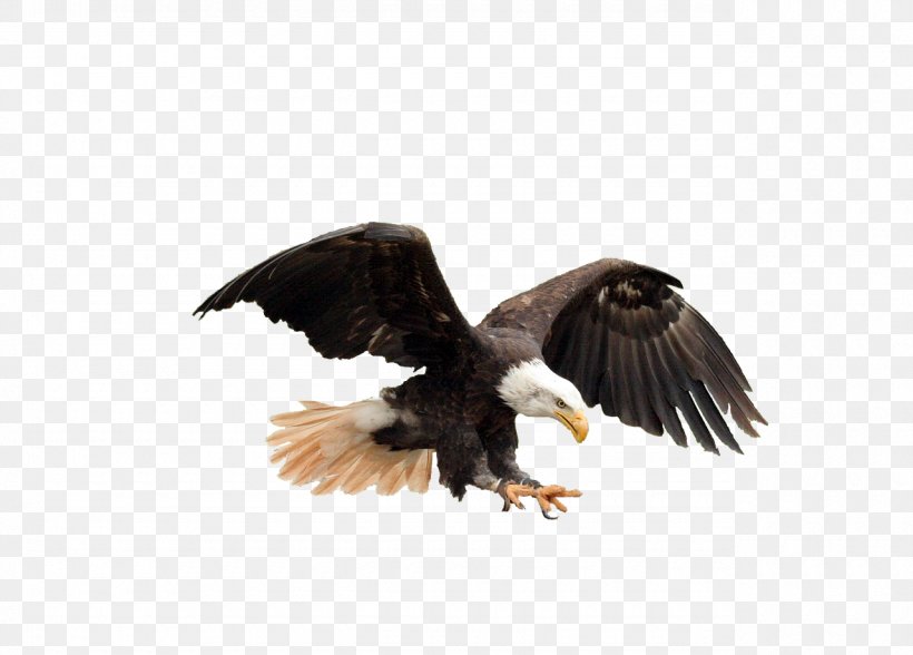 United States Bald Eagle Ebonyi State University, PNG, 1280x918px, United States, Accipitriformes, Animaatio, Bald Eagle, Beak Download Free