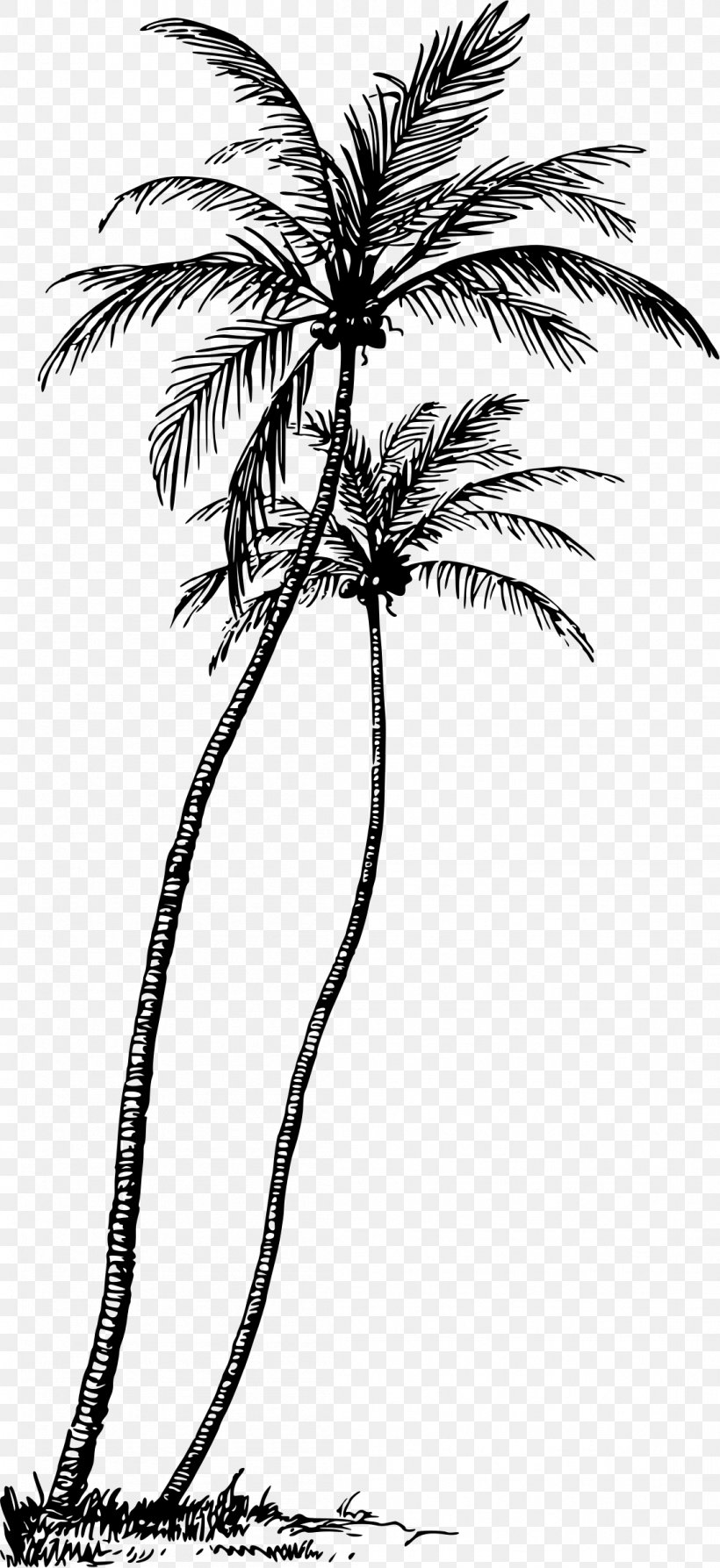 Arecaceae Tree Coconut Plant Clip Art, PNG, 1101x2400px, Arecaceae, Arecales, Art, Artwork, Asian Palmyra Palm Download Free