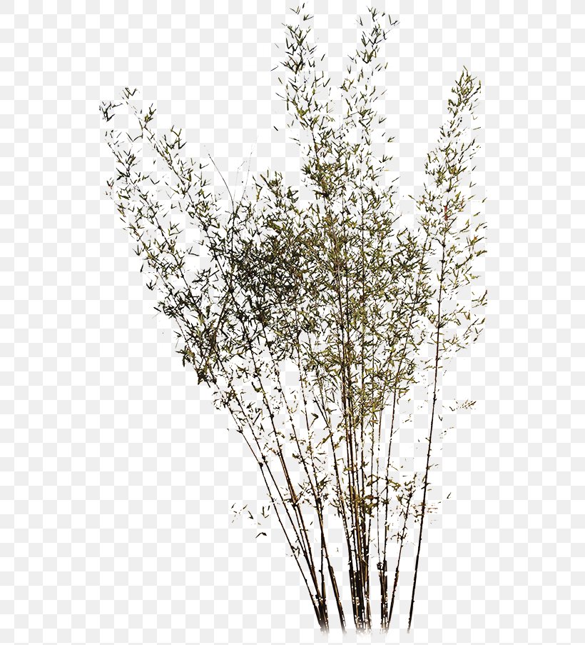 Bamboo Green Clip Art, PNG, 547x903px, Bamboo, Bamboe, Blossom, Branch, Flower Download Free