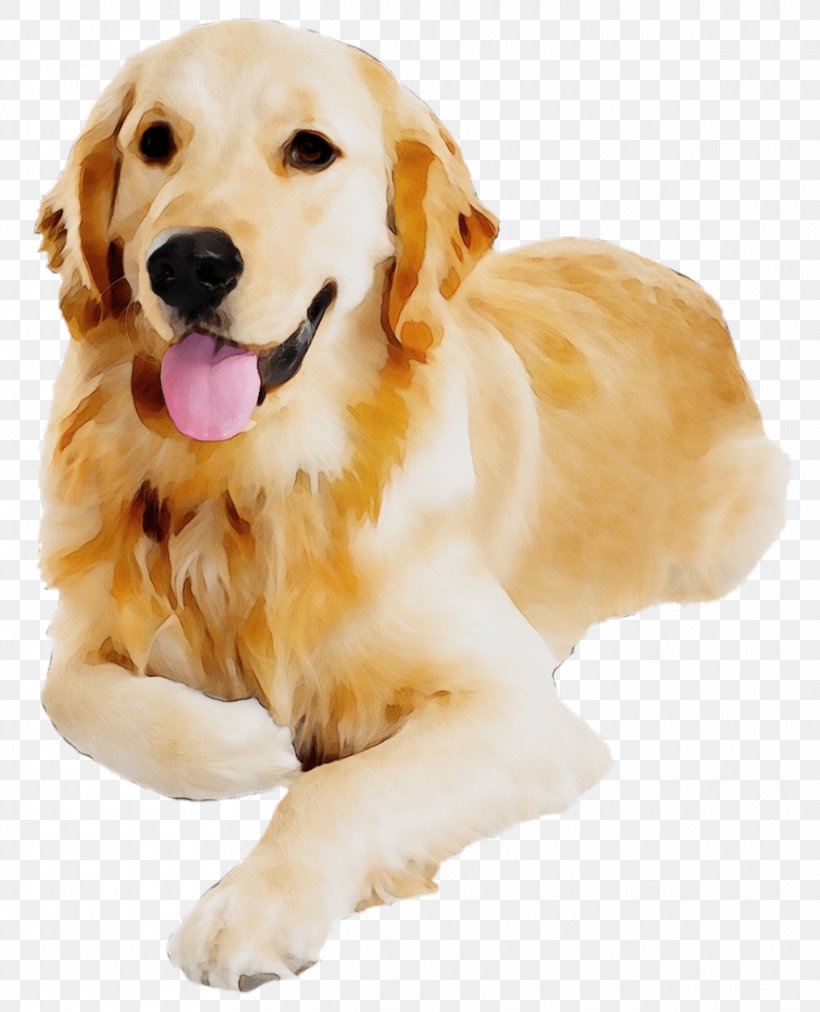 Dog Dog Breed Golden Retriever Retriever Companion Dog, PNG, 884x1091px, Watercolor, Companion Dog, Dog, Dog Breed, Golden Retriever Download Free