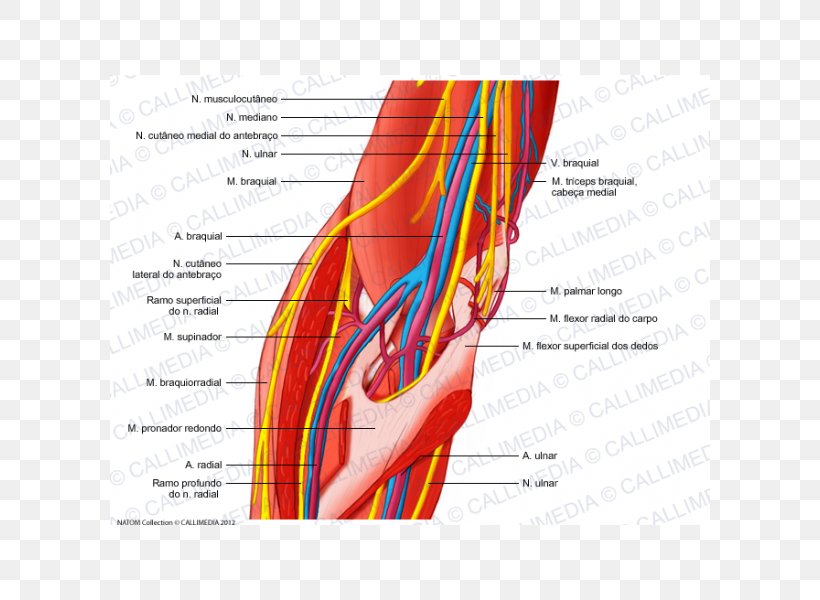 Elbow Ulnar Nerve Human Body Anatomy, PNG, 600x600px, Watercolor, Cartoon, Flower, Frame, Heart Download Free