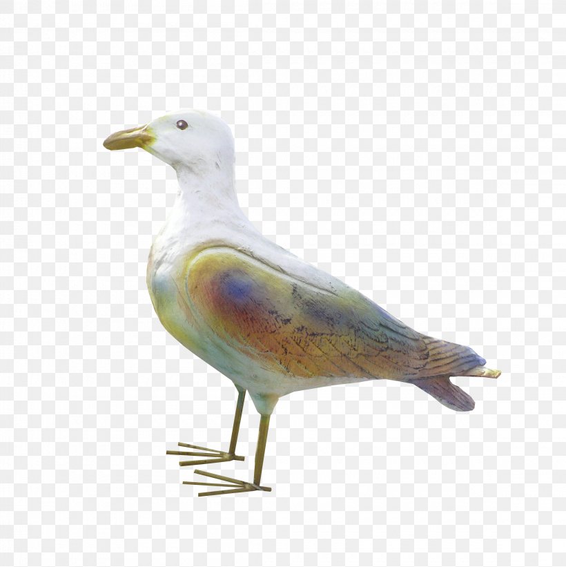 European Herring Gull Gulls Water Bird Wader, PNG, 2300x2304px, European Herring Gull, Beak, Bird, Charadriiformes, Fauna Download Free
