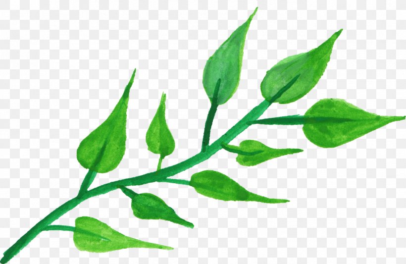 Leaf Plant Stem Watercolor Painting Clip Art, PNG, 1377x896px, Leaf, Branch, Color, Drawing, Flower Download Free
