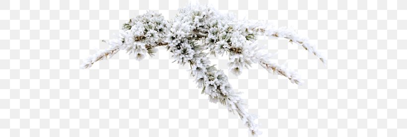 Snow Frost Winter, PNG, 500x277px, Snow, Black And White, Branch, Conifer, Dew Download Free