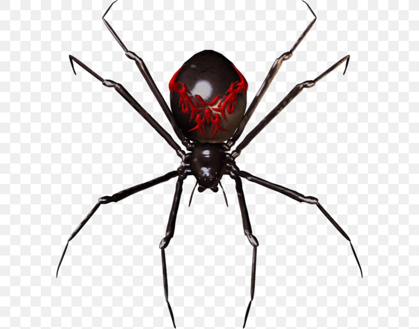 Spider Widget Clip Art, PNG, 600x644px, Spider, Android, Arachnid, Araneus, Arthropod Download Free