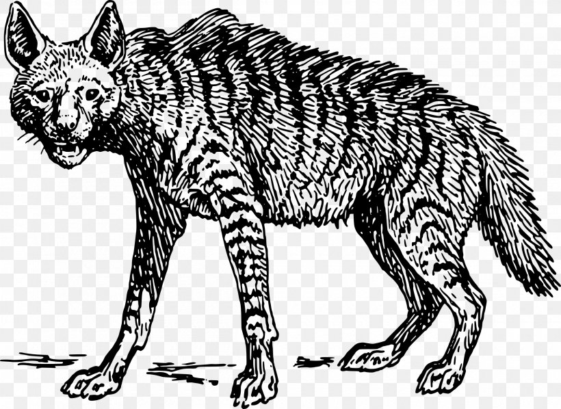 Striped Hyena Spotted Hyena Clip Art, PNG, 2400x1751px, Hyena, Big Cats, Black And White, Carnivoran, Cat Like Mammal Download Free