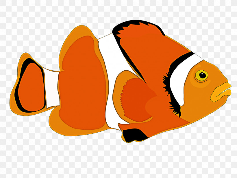 Anemone Fish Pomacentridae Fish Clownfish Fish, PNG, 2400x1800px, Anemone Fish, Butterflyfish, Clownfish, Fish, Pomacentridae Download Free